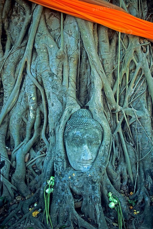 Roots, Buddha head ingrown in tree, Wat Mahatat, Ayutthaya, Thailand, December 2002, vintage, retro, old, historical