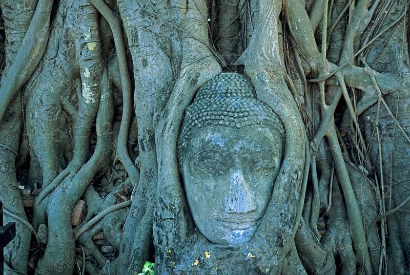 Roots, Buddha head ingrown in tree, Wat Mahatat, Ayutthaya, Thailand, December 2002, vintage, retro, old, historical