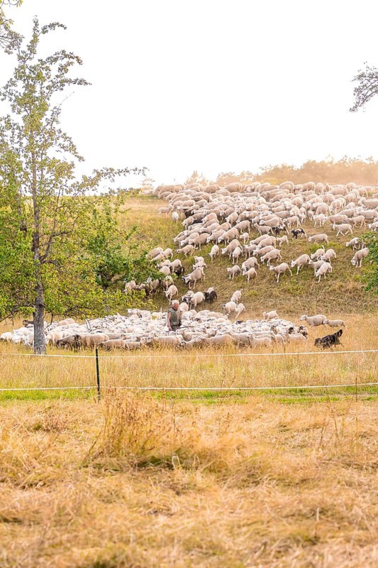 Flock of sheep moving across a hilly meadow surrounded by nature, BMW i7 electric car, deer e-car sharing, Calw, Germany