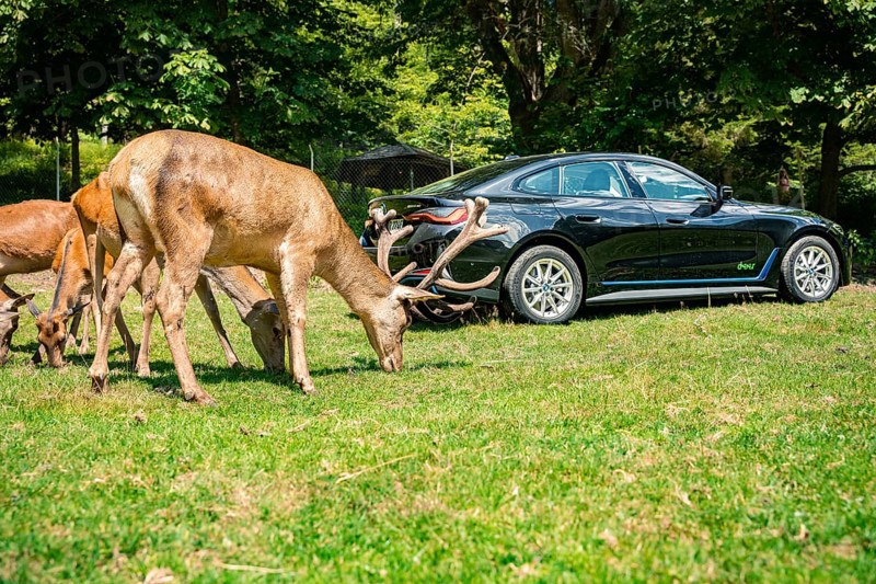 Black car in a meadow next to grazing deer in the forest, BMW i7 electric car, deer e-car sharing, Calw, Germany