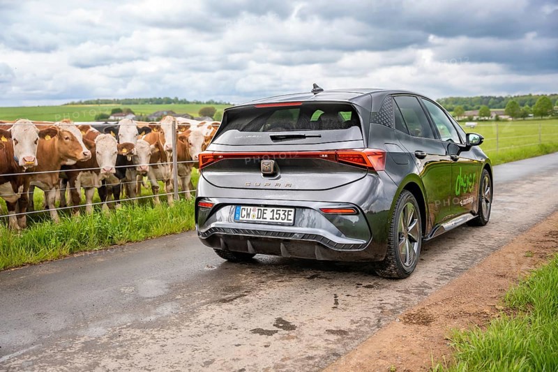 An electric car drives on a country road along green fields with cows, Cupra, Deer E-CarSharing, Calw, Germany