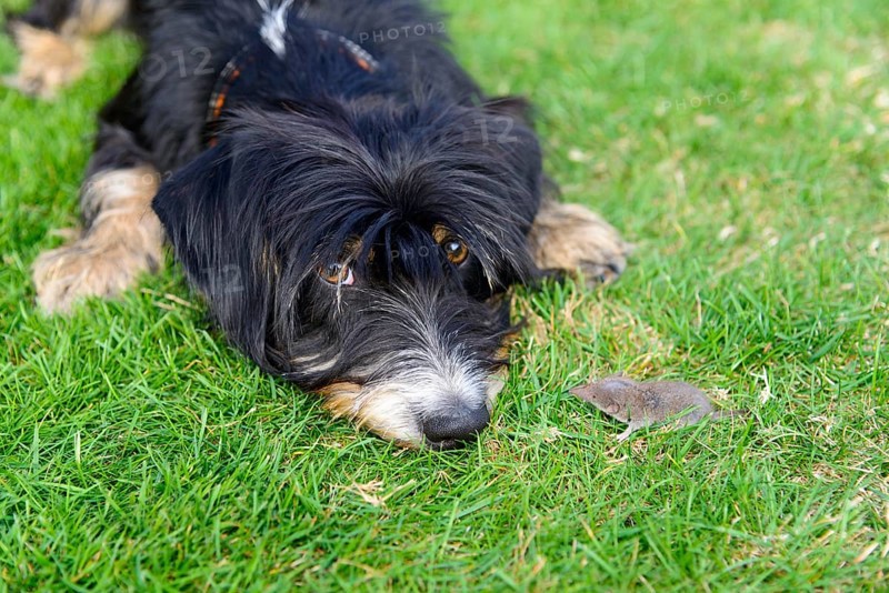 A curious dog is lying on the lawn looking at a small mouse, mixed breed, mixed breed dog, wire-haired dachshund terrier Havanese mix, male, Germany