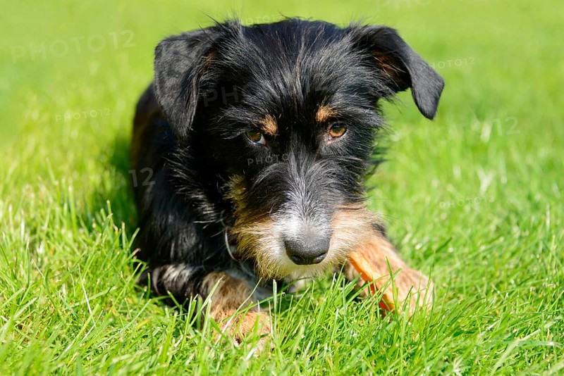 A dog is relaxing in green grass on a sunny day, mixed breed, mixed breed dog, wire-haired dachshund terrier-Havanese mix, male, Germany