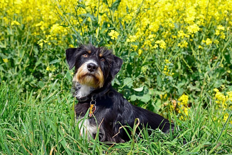 A black and white dog sits in a blooming, yellow flower meadow on a sunny day, mixed breed dog in rapeseed field, mixed breed, wire-haired dachshund terrier-Havanese mix, Rüde Ilsede, Peine, Lower Saxony, Germany