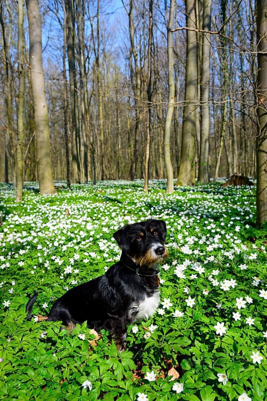 A dog sits in a blooming spring forest full of flowers under a blue sky, mixed breed dog with Blue Wood anemone (Anemone nemorosa) in the forest, mixed breed, rough-haired dachshund-terrier-havanese-mix, male, Adenstedt, Ilsede, Peine, Lower Saxony, Germany