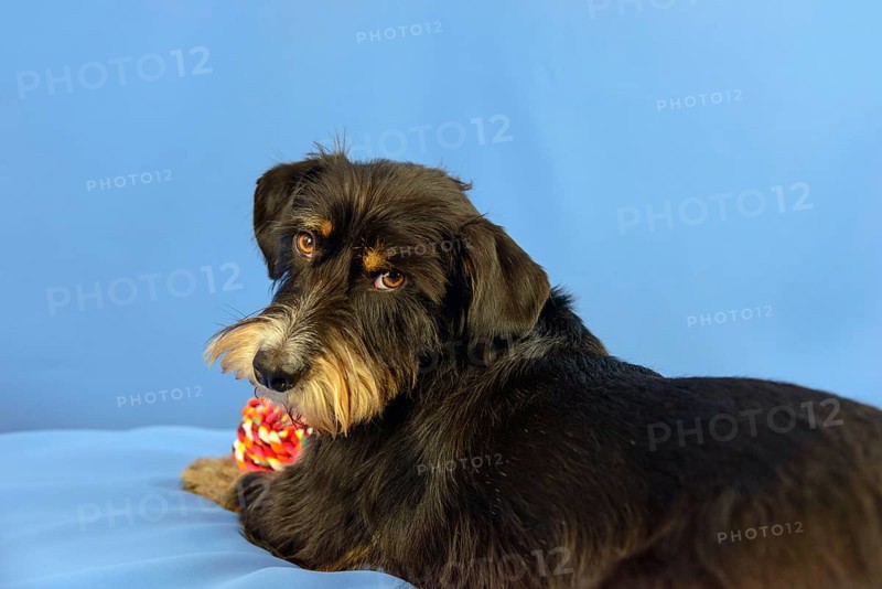 A black dog with toy looks back on a blue background, mixed breed dog, wire-haired dachshund terrier Havanese mix, male, Germany