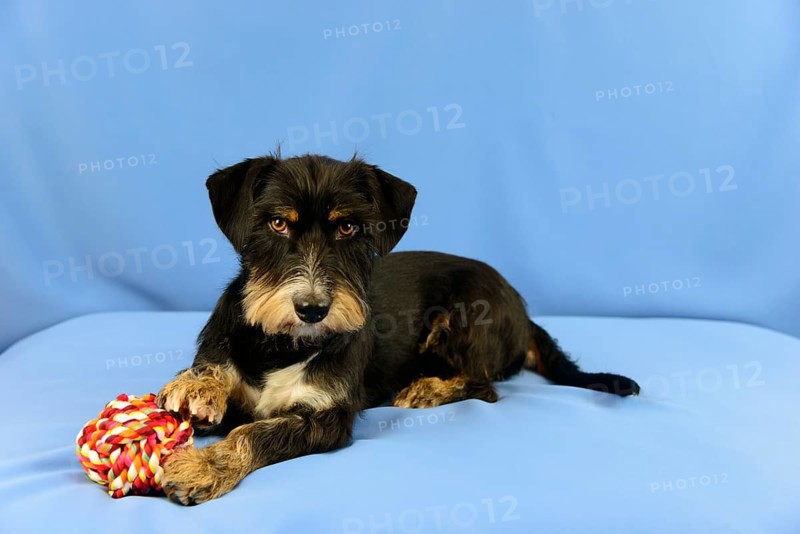 A black dog lies attentively on a blue background next to a toy, mixed breed dog, wire-haired dachshund terrier-Havanese mix, male, Germany
