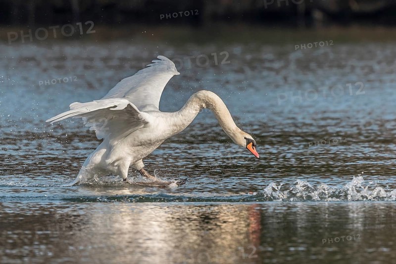 Swan spreads his wings as he flees from the pond. The water splashes around him. It is a lively natural scene. The sky is clear and the sun is shining. Bas Rhin, Alsace, France
