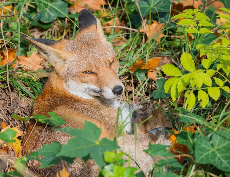 Red fox (Vulpes vulpes) lies between grass and autumn leaves and looks attentively, but relaxed, into the camera, eyes, gaze, forest, forest animal, predator, animal, animals in the city, urban fox, fluffy, fur, fox red, fox fur, camouflage, camouflaged, camouflage colouring, cute, peaceful, curious, curiosity, fox tail, symbolic image for taking a break, relaxation, autumnal, habitat, ecological niche, species protection, stepping stone, stepping stone biotope, biotope, coexistence, territory, cemetery, Kreuzberg, Berlin, Germany