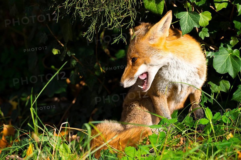 Red fox (Vulpes vulpes) sitting in the sun under a juniper and ivy between grass and autumn leaves, looking calmly and relaxed to the left, seems to be laughing, open mouth, pointed teeth, visible tongue, white throat, healthy, only half-open eyes, peaceful, calm atmosphere, forest, forest animal, urban fox in cemetery, fluffy, fox fur, camouflage, camouflage colouring, cute, tired, tiredness, sunbathing, warmth, serenity, calm, relaxation, Kreuzberg, Berlin, Germany