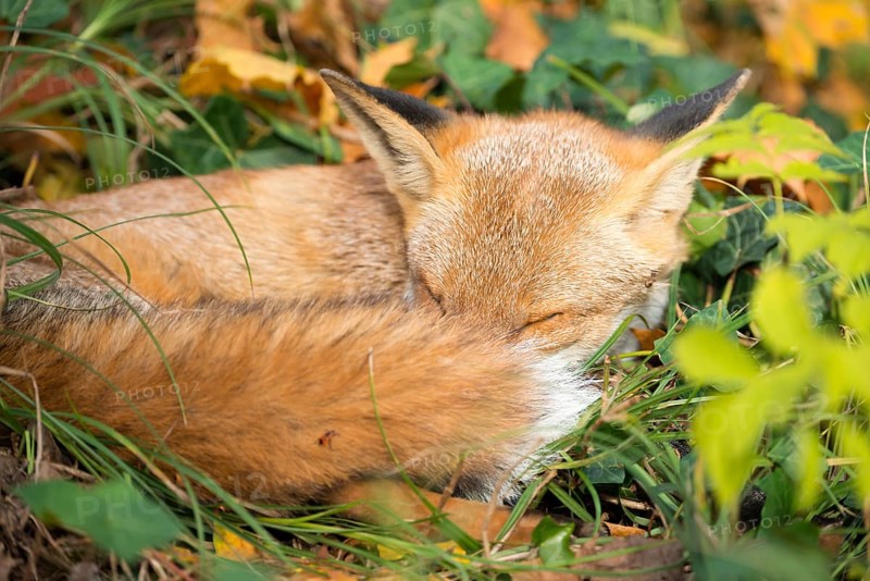 Red fox (Vulpes vulpes) lying peacefully curled up in the sun between grass (Poales) and leaves, Common ivy (Hedera helix), common goutweed (Aegopodium podagraria) and autumn leaves of Norway maple (Acer platanoides), sleeping, eyes closed, forest, forest animal, wild animal, sheltered, security, city fox in cemetery, camouflage, camouflaged, camouflage colouring, cute, dozing, symbolic image for nap, afternoon nap, taking a break, relaxing, relaxing, sunbathing, Kreuzberg, Berlin, Germany