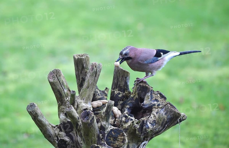 Eurasian jay (Garrulus glandarius) eating peanuts, Schleswig-Holstein, Germany