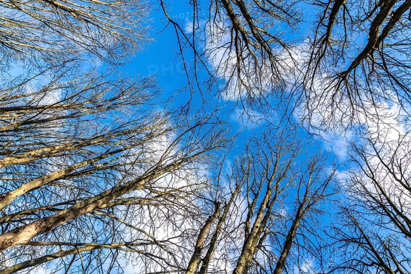 Treetops, bare trees, branches, blue sky, winter North Rhine-Westphalia, Germany