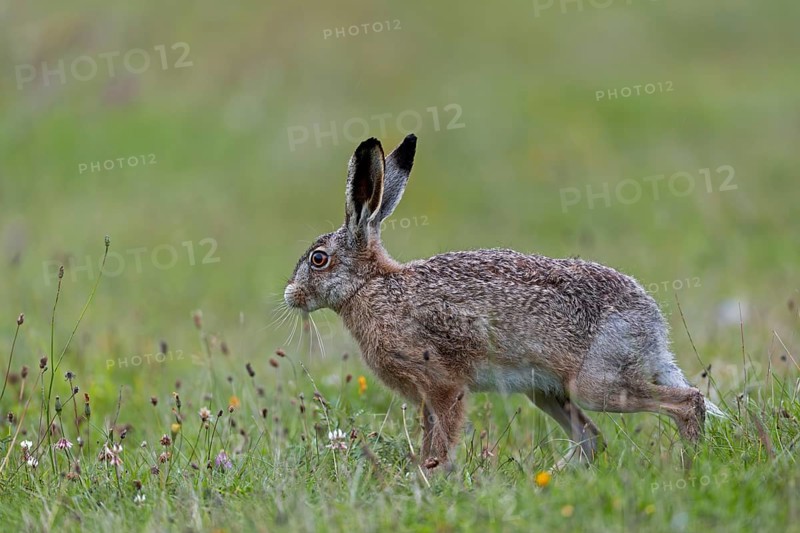 Anyone observing the behaviour of brown hares (Lepus europaeus) will notice recurring patterns of behaviour: after eating, they often stand on their haunches and stretch their bodies, Germany