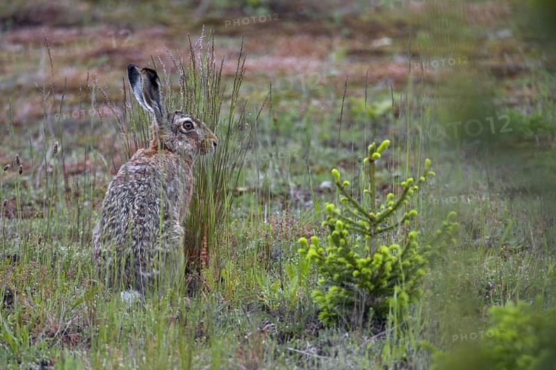 Brown hares (Lepus europaeus) like to feed on ears of grass, for which they need economically unused areas where grasses are not mown, Germany