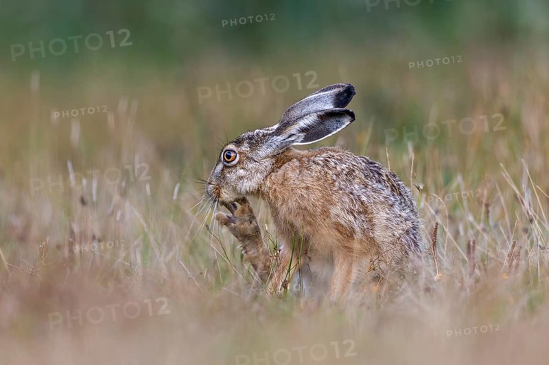 With the long claws of its hind legs, the brown hare (Lepus europaeus) reaches areas in order to scratch itself, Germany