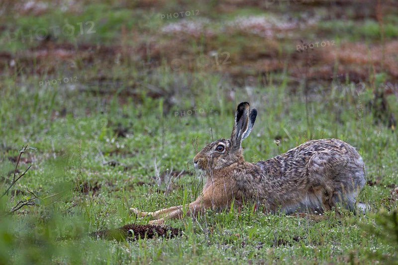 When brown hares (Lepus europaeus) finish a rest undisturbed, they usually stretch their limbs extensively, Germany