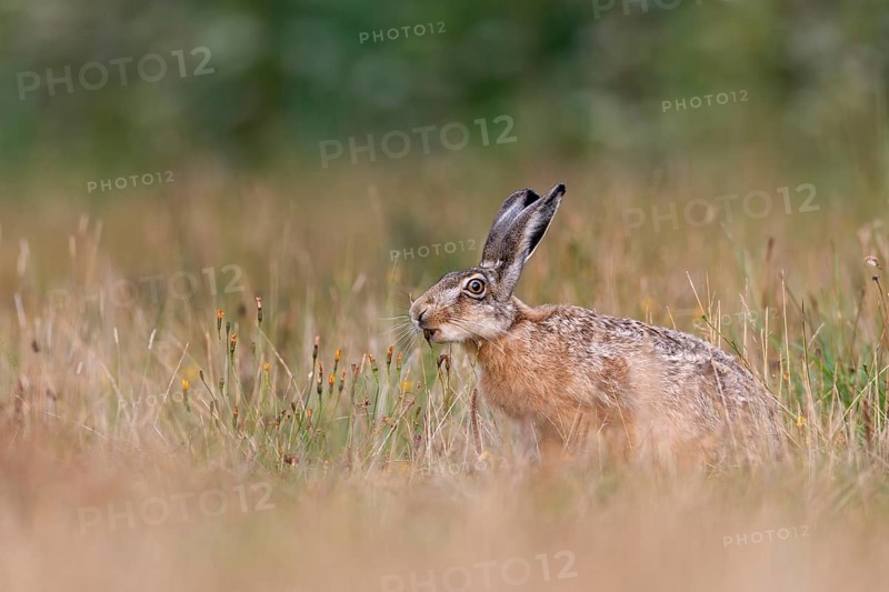 A brown hare (Lepus europaeus) eating an ear of grass, Germany