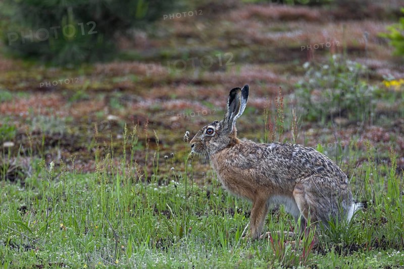 A brown hare (Lepus europaeus) on the renaturalised area of a former gravel pit, Germany