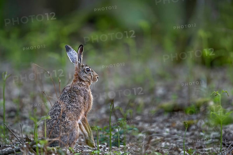 One of the rare encounters with a brown hare (Lepus europaeus) in the forest at photo distance, brown hare, Germany