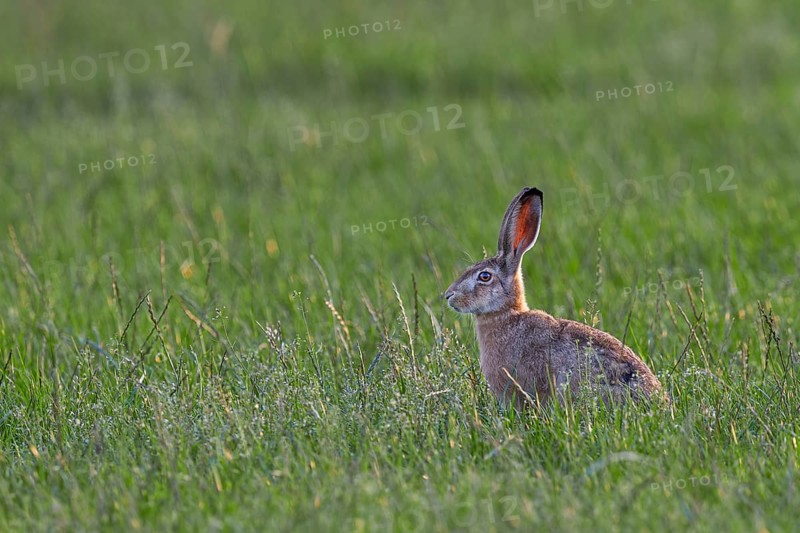 This year's brown hare (Lepus europaeus) on an intensively used agricultural meadow, fortunately it survived the spring, Germany