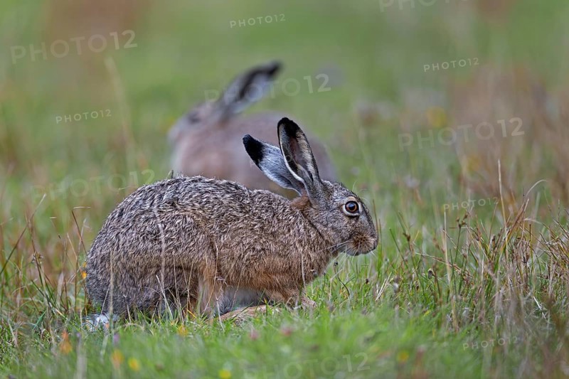As a rule, brown hares (Lepus europaeus) keep a safe distance from conspecifics on a grazing area, which is why pictures with several hares in one photo outside the mating season are rare, Germany