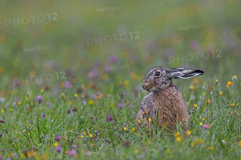In the late evening, more and more brown hares (Lepus europaeus) appear on the wildflower meadow to take advantage of the abundant food supply, Germany