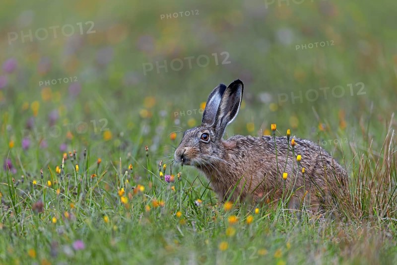 The rich food supply in wildflower meadows gives brown hares (Lepus europaeus) the opportunity to selectively choose and eat certain plants, Germany