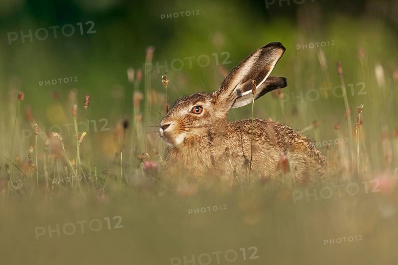 A brown hare (Lepus europaeus) enjoys the last rays of the evening sun, Germany