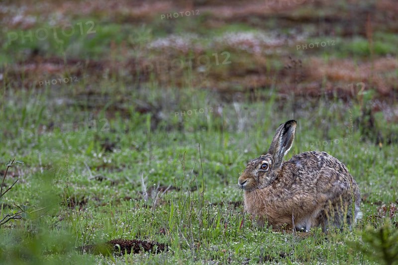 The fact that the brown hare (Lepus europaeus) takes a break right in front of me is a happy coincidence, Germany