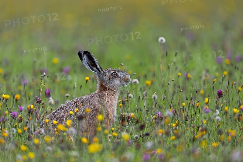 The wildflower meadow offers this brown hare (Lepus europaeus) a rich food supply, Germany