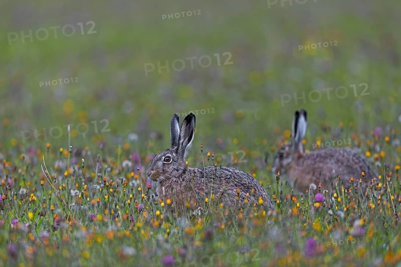 A photo that brings a lot of joy, two brown hares (Lepus europaeus) between a multitude of colourful flowers in a wildflower meadow, Germany