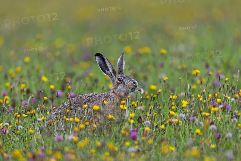 If the brown hare (Lepus europaeus) has the opportunity to choose between different plants in a meadow, it often begins to graze selectively and only eats them after it has sniffed them extensively, Germany