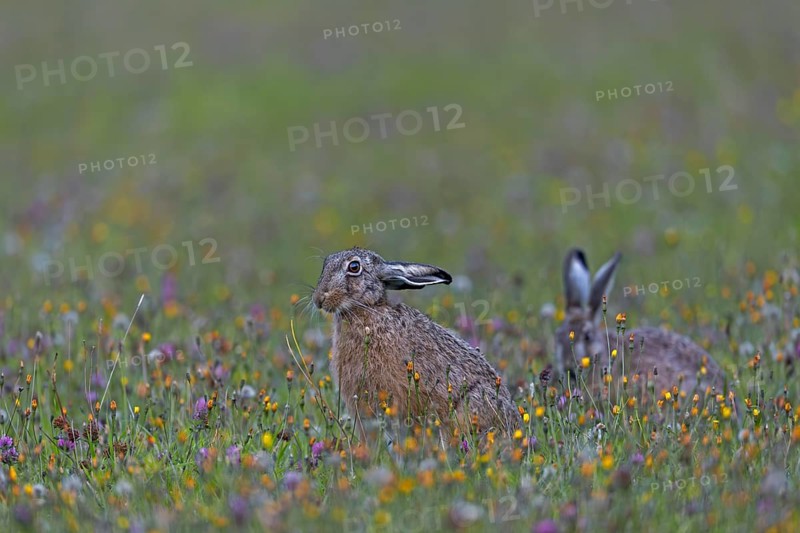 Brown hares (Lepus europaeus) regularly interrupt their feeding and when they feel undisturbed, they sometimes adopt quite amusing postures, Germany