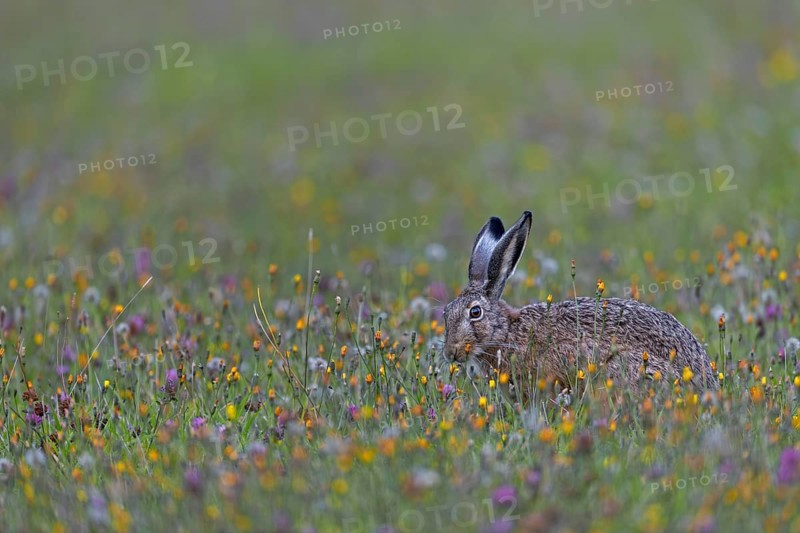 A photo that brings a lot of joy, a hare (Lepus europaeus) among a multitude of colourful flowers in a wildflower meadow, Germany