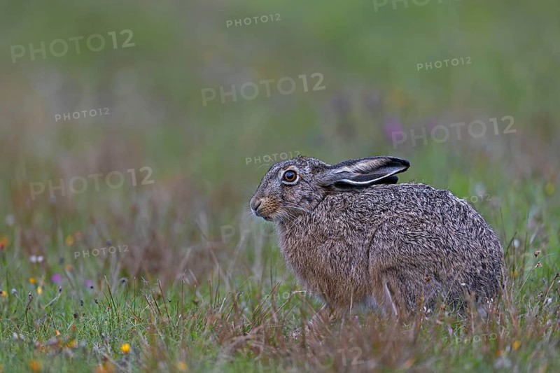 A brown hare (Lepus europaeus) has stopped feeding and is relaxing and observing its surroundings, Germany