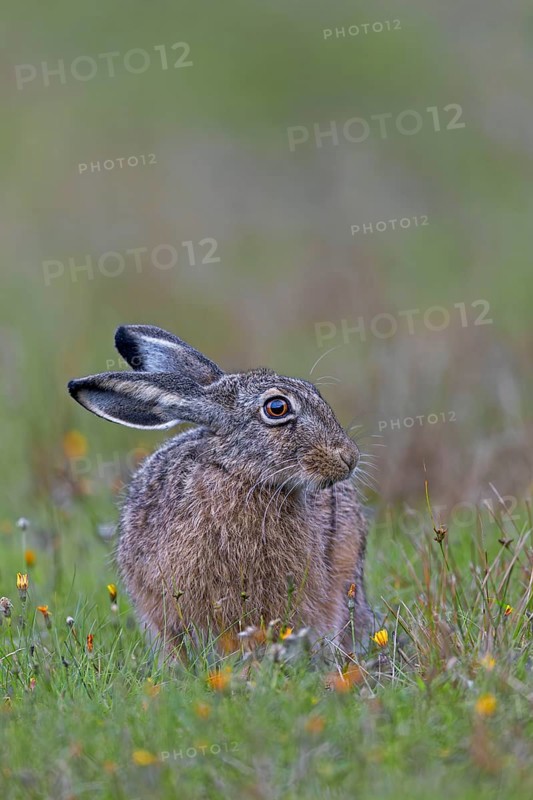 This year's brown hare (Lepus europaeus) is relaxing in front of the photographer sitting in the car, observing its surroundings attentively at regular intervals, Germany