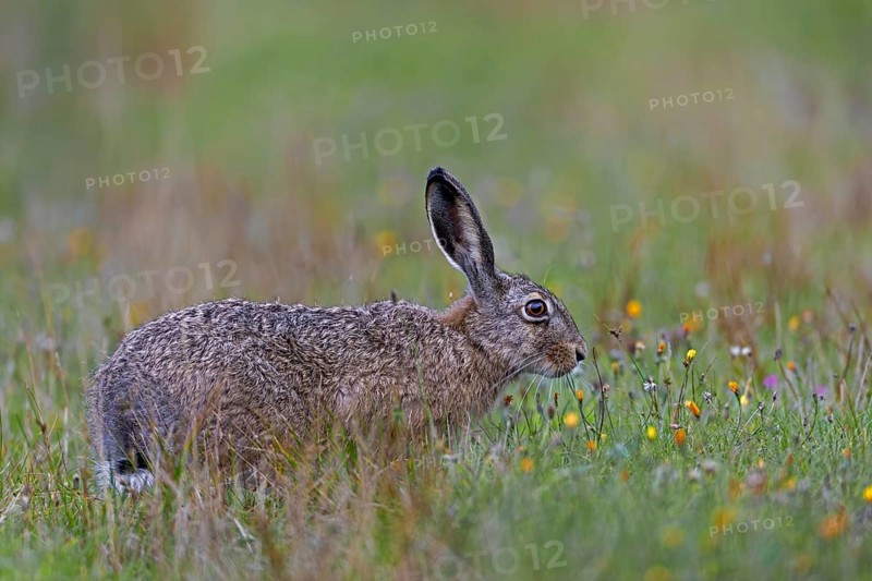 A brown hare (Lepus europaeus) searches for food in a wildflower meadow in the evening, Germany