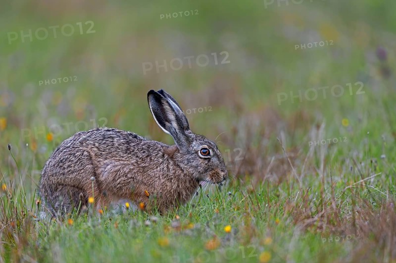 On the North Sea coast you can always find places with relatively familiar brown hares (Lepus europaeus), Germany