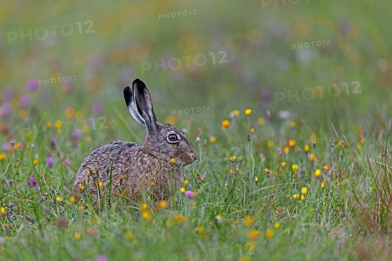 This year's brown hare (Lepus europaeus) on a wildflower meadow on the North Sea coast, Germany