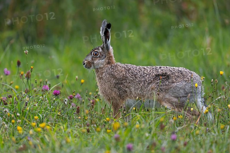 More and more wildflower meadows can be found on the North Sea coast, which are popular with brown hares (Lepus europaeus) and other animal species, Germany