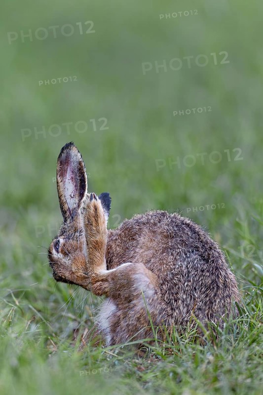 European hare (Lepus europaeus) grooming its fur after a rain shower, Germany