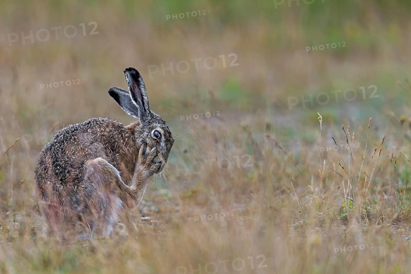 Grooming is vital for the brown hare (Lepus europaeus), Germany