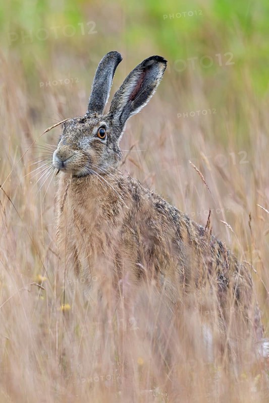 A European hare (Lepus europaeus) forages for ears of grass, Germany