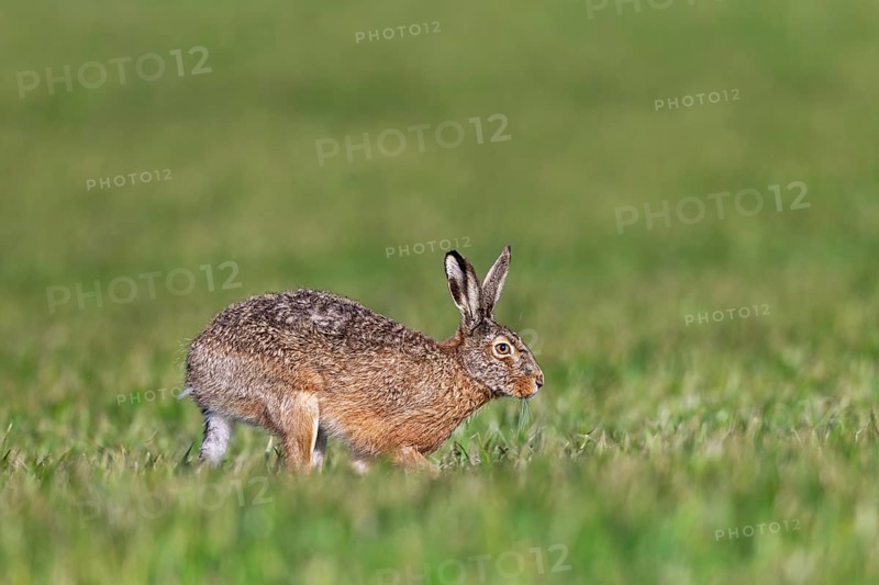 A European hare (Lepus europaeus) hops across a grain field, Germany