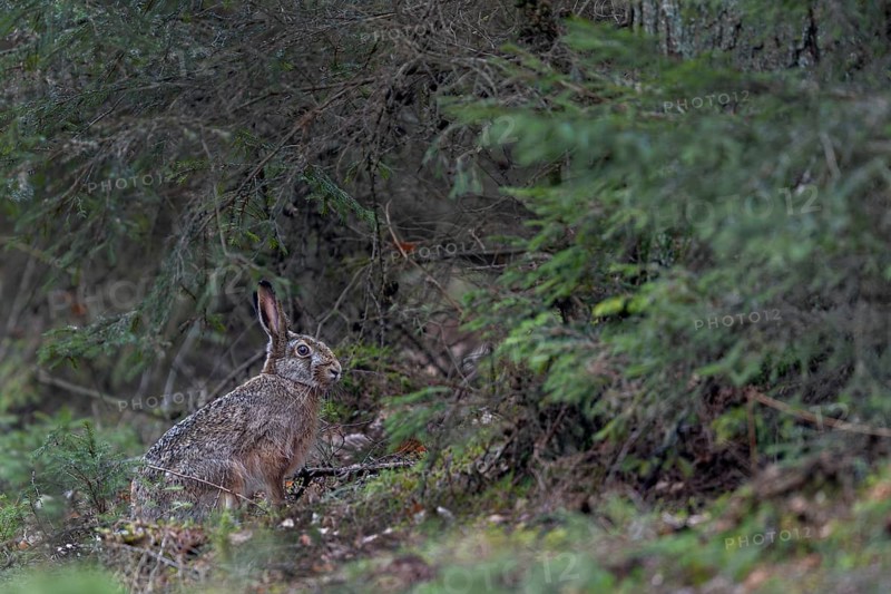 Finally a photo of a brown hare (Lepus europaeus) in the forest, so a long-awaited motif has come true, Germany