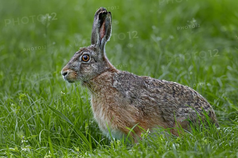 The gaze of the brown hare (Lepus europaeus) signals maximum tension, Germany