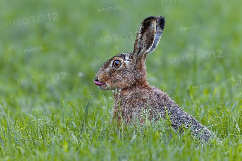Brown hares (Lepus europaeus) lie motionless on the ground when threatened and only take flight at the last moment, Germany
