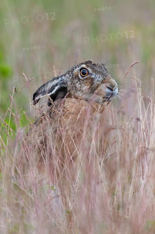 Constant vigilance ensures the survival of the brown hare (Lepus europaeus), Germany