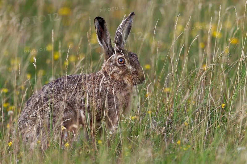 European hare (Lepus europaeus) near the North Sea coast, Germany